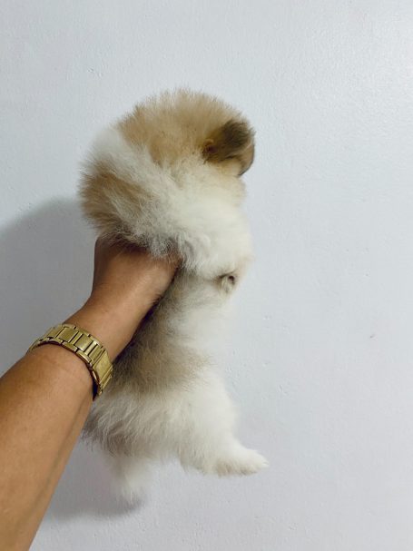 Pomerania disponibles