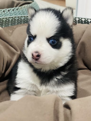 pomsky husky miniatura