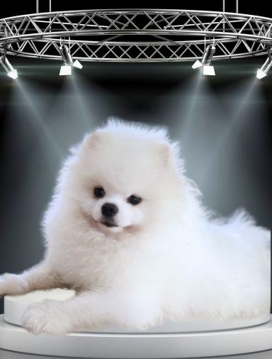 pomerania blanco