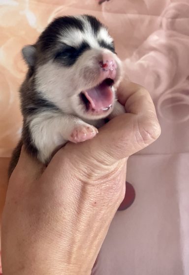 criadero de pomsky micro