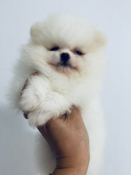 comprar pomerania toy