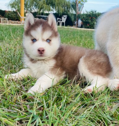 criadero de husky siberiano