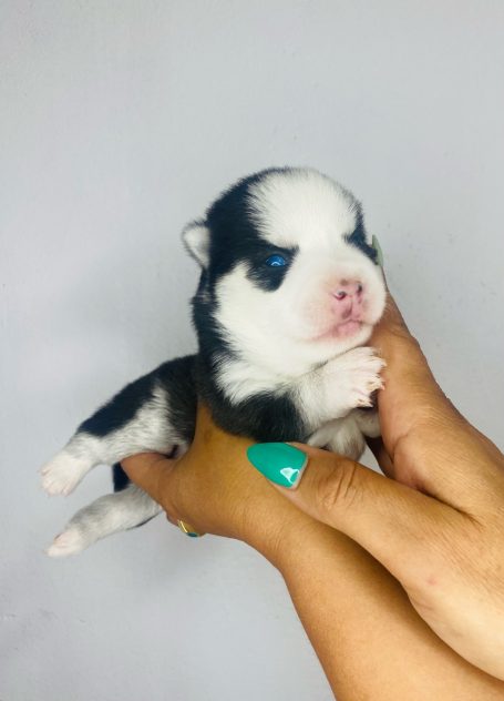 husky miniatura en venta