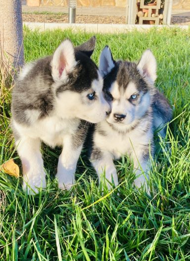 criadero husky en españa