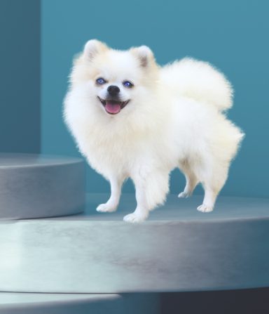 pomerania en venta