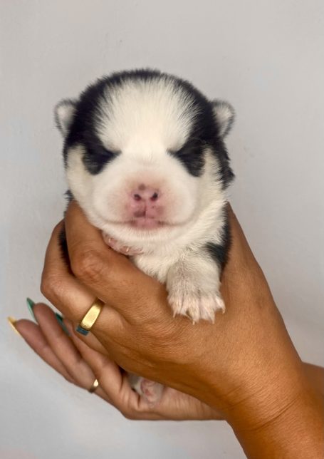 cachorro pomsky