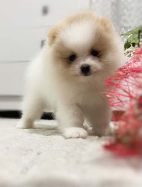 Pomerania en venta