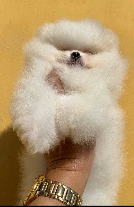 comprar Pomerania toy