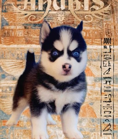 Comprar cachorro pomsky