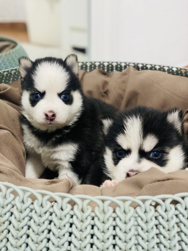 minihusky pomskies