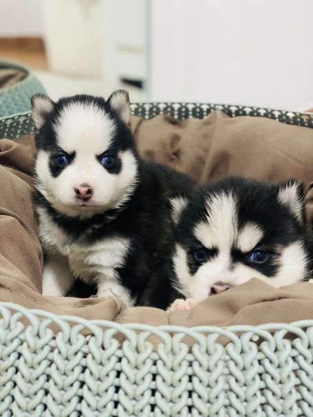 venta cachorro pomsky