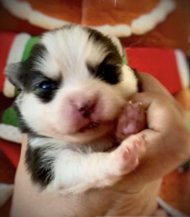 comprar cachorro pomsky micro